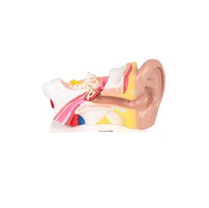 TickiT Lidské ucho (model)