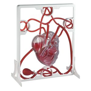 EDU-QI Lidské srdce - Srdeční tep (model)