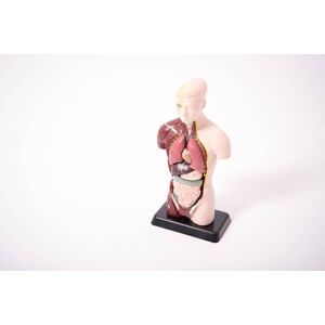 EDU-QI Anatomický set malý (model)